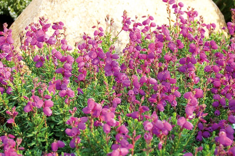 Nahaufnahme von Glockenheide Pflanzen im Garten