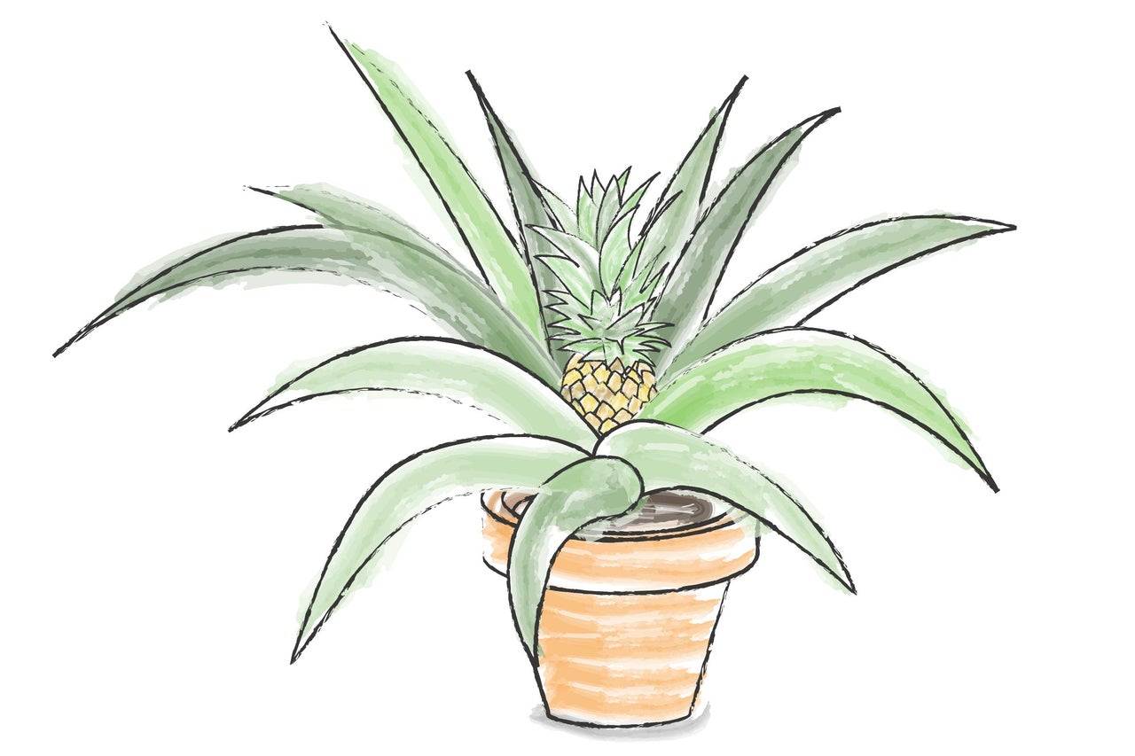 Ananas-Zimmerpflanze im Topf