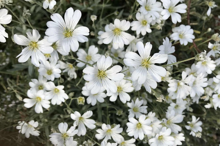 Nahaufnahme von blühendem Rasen-Nelken-Bodendecker