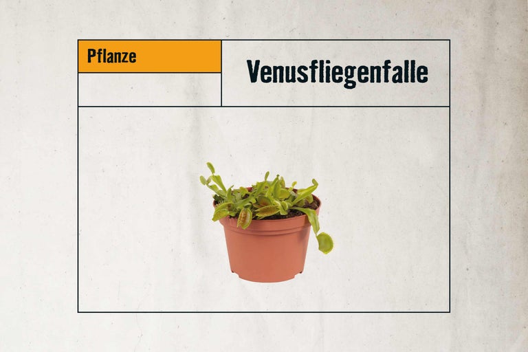 Venusfliegenfalle im Topf