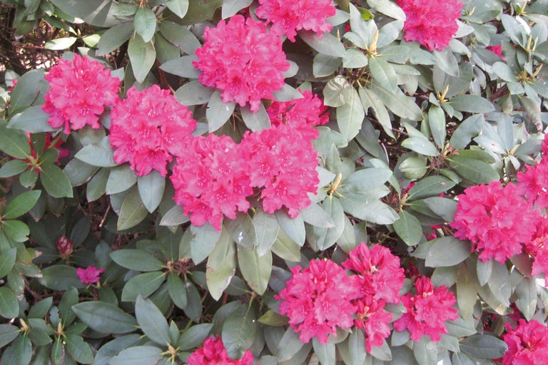 Nahaufnahme eines Rhododendronstrauchs mit pinkfarbenen Blüten und grünen Blättern.