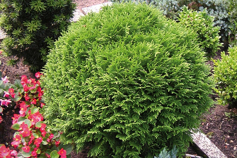 Kugelthuja im Garten