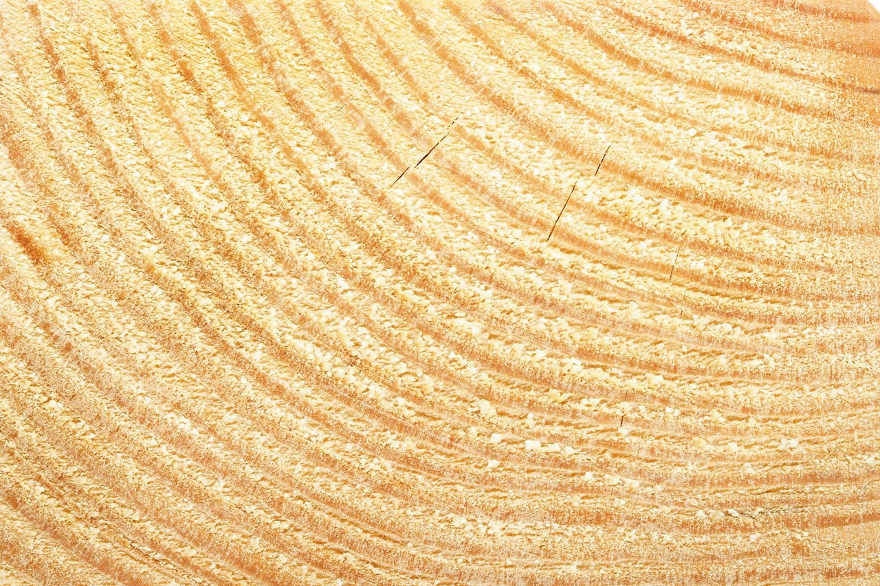 Holzquerschnitt mit Jahresringen