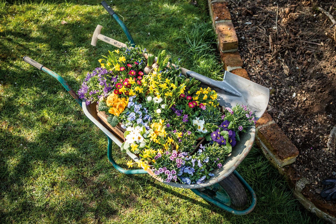 Blumen in einer Schubkarre mit Gartengeräten auf dem Rasen