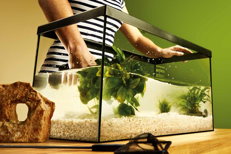 Aquarium mit Wasser, Pflanzen und Dekorationssteinen