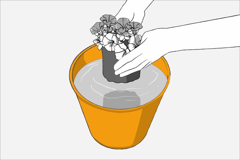 Blumen werden in einem Eimer mit Wasser getränkt