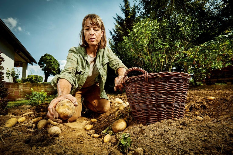 Frau erntet Kartoffeln in einem Garten und legt sie in einen Korb