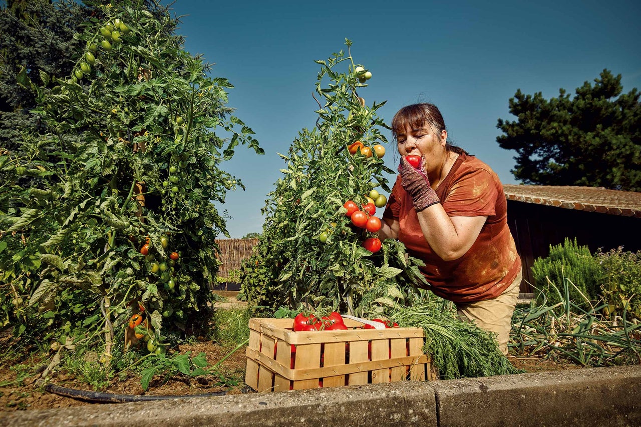 Eine Frau isst im Gemüsegarten eine Tomate neben einem Korb mit Tomaten