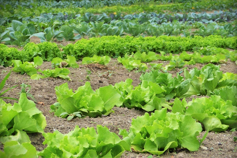 Gemüsegarten mit Salat und Kohl