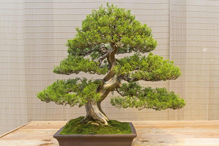 Bonsai Baum in einem Topf