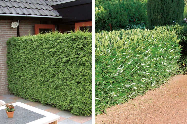 Zwei verschiedene Heckenpflanzen im Vergleich.