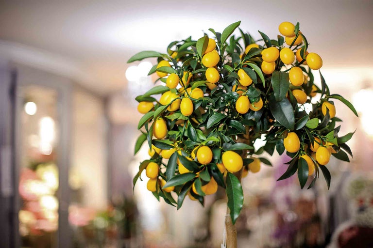 Zitronenbaum überwintern