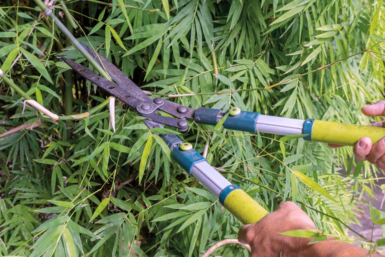 Bambus schneiden mit einer Heckenschere