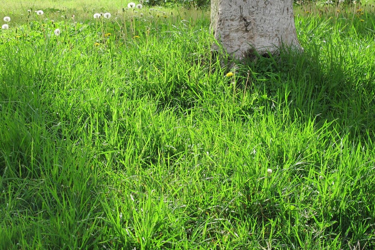 Wiese mit Gras und Baumstamm