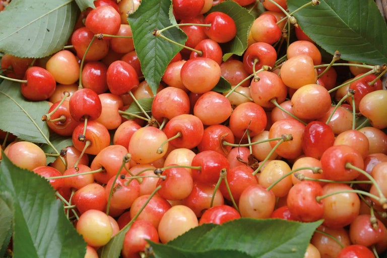 Haufen von Kirschen mit Stielen und Blättern