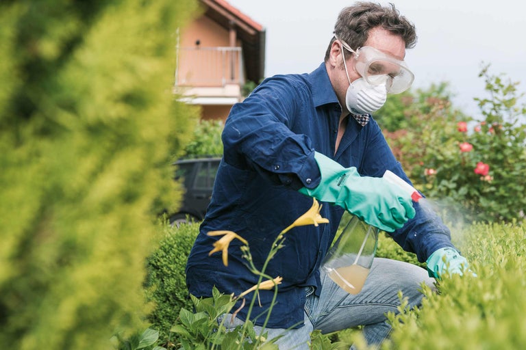 Bye-Bye Buchsbaumzünsler