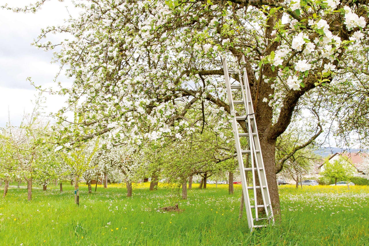 Blühender Baum mit Leiter im Obstgarten