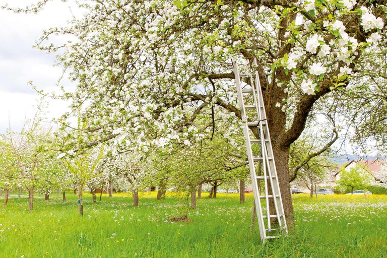Blühender Baum mit Leiter im Obstgarten