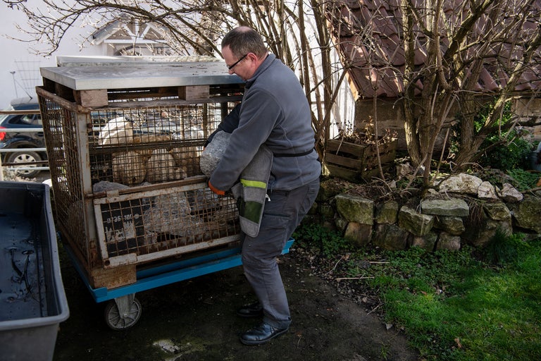 Mann belädt einen Gitterwagen mit Steinen für den Gartenbau.