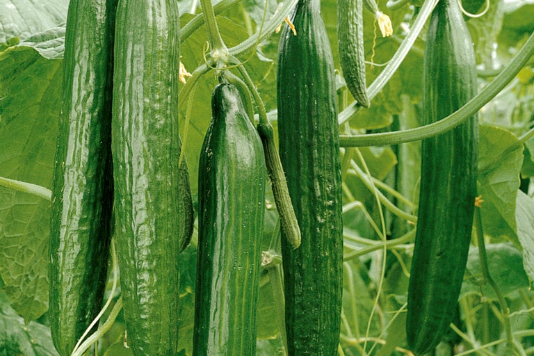 Gewächshausgurken am Strauch