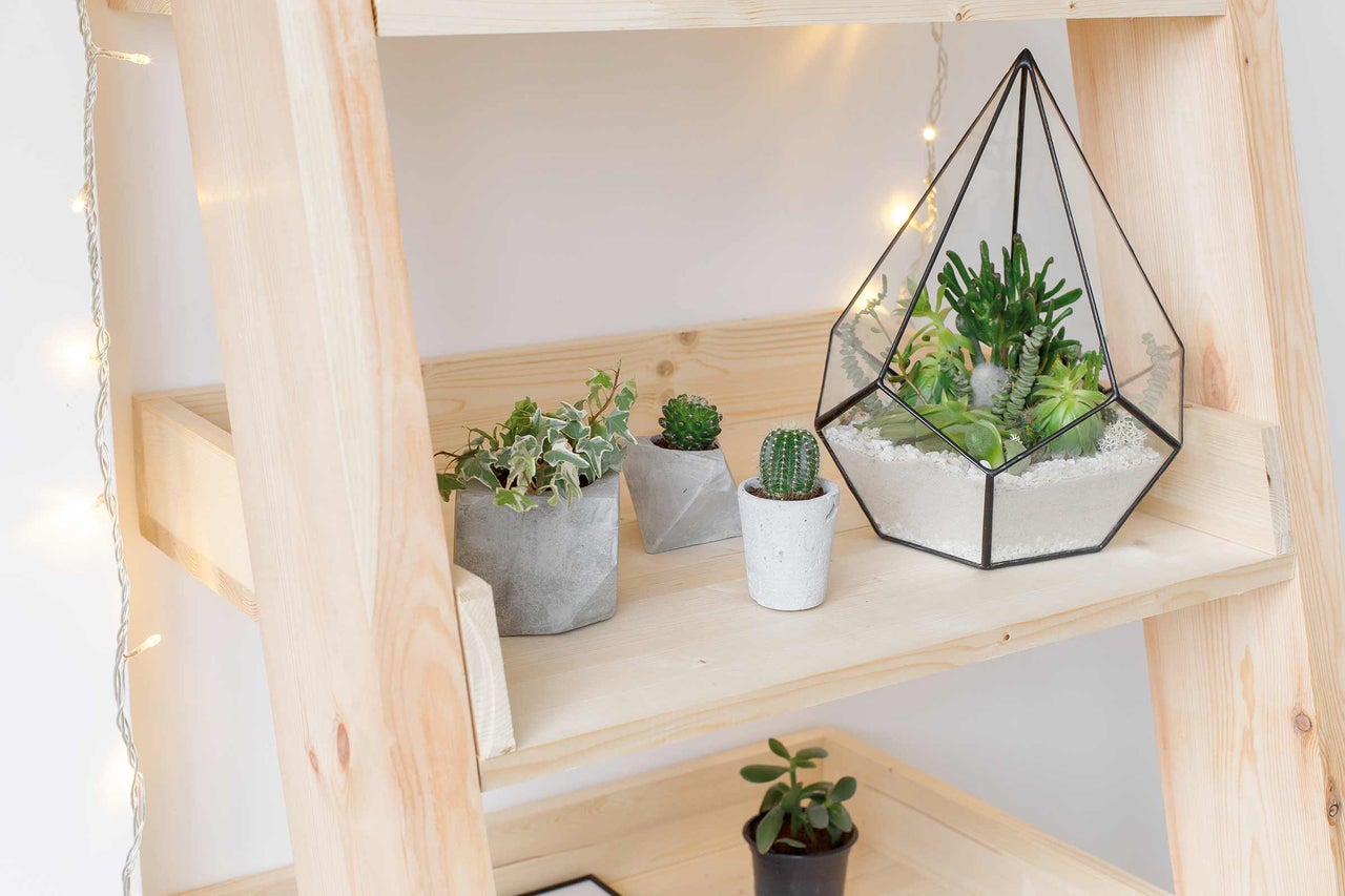 Dekoratives Holzregal mit Sukkulenten in Töpfen und einem geometrischen Terrarium.