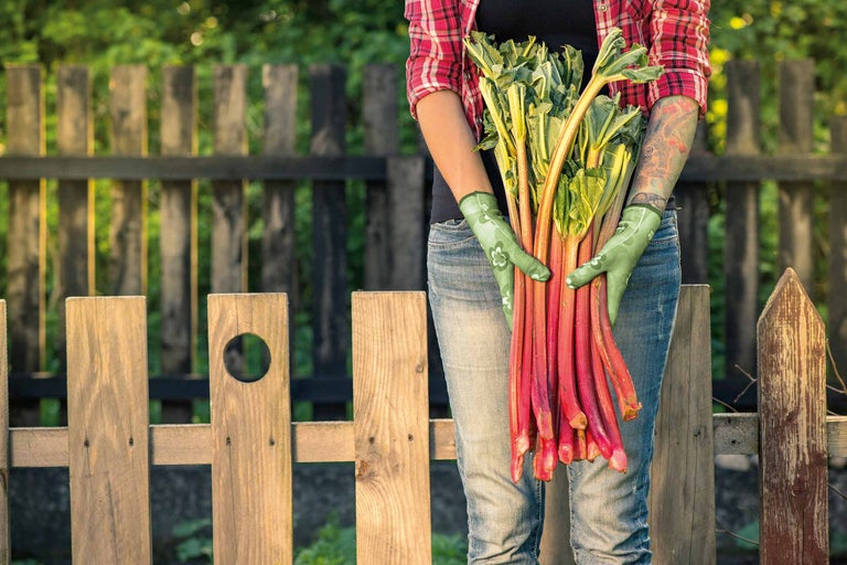Eine Person im Garten hält Rhabarber in den Händen