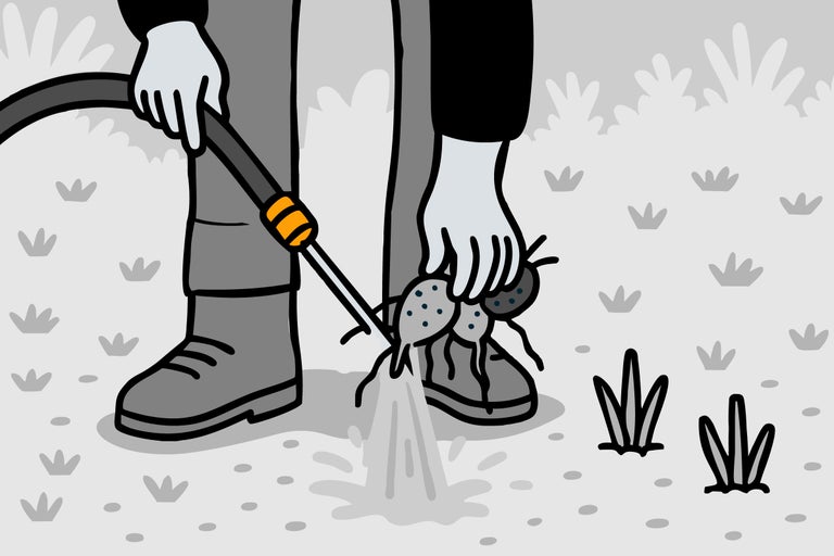 Illustration einer Person, die mit einem Gartenschlauch Ameisen bekämpft