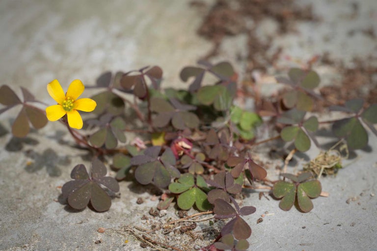 Gelbe Blüte mit Kleeblättern auf Betonuntergrund