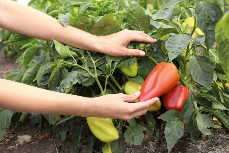 Eine Person erntet Paprika von einer Pflanze