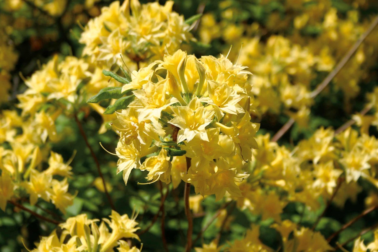Gelbe Azaleenblüten in Nahaufnahme
