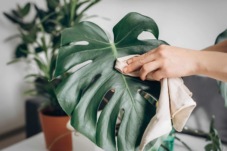 Monstera pflegen