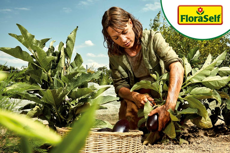 Frau erntet Auberginen im Garten in einen Korb. FloraSelf Logo.