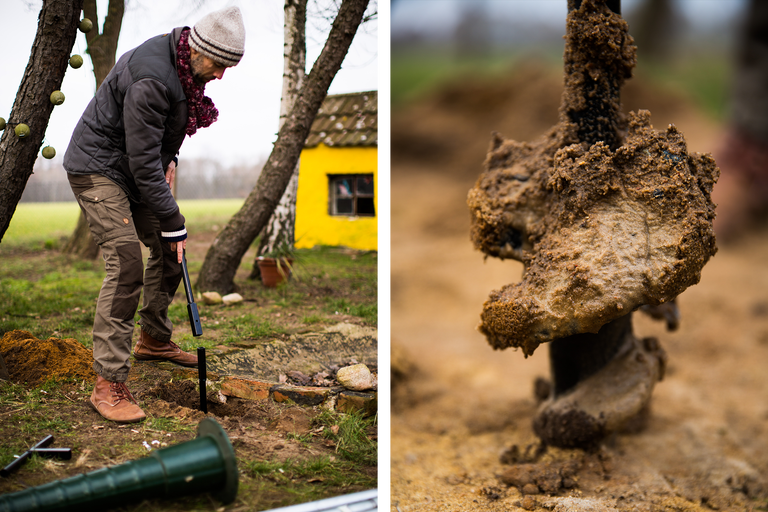 Person bohrt mit einem Erdlochbohrer ein Loch in den Boden; Nahaufnahme eines Erdlochbohrers mit Erde