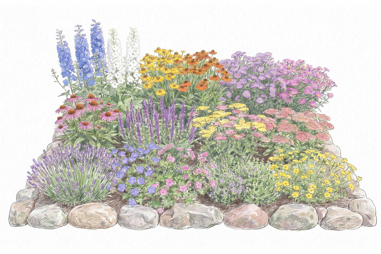 Illustrierter Pflanzplan für ein Staudenbeet mit Blumen wie Rittersporn, Sonnenhut und Lavendel, eingefasst von Feldsteinen.