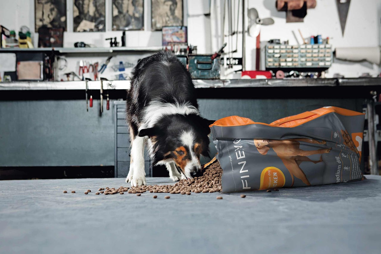 Ein Border Collie frisst Hundefutter aus einer geöffneten Packung von Finevo Hundefutter.
