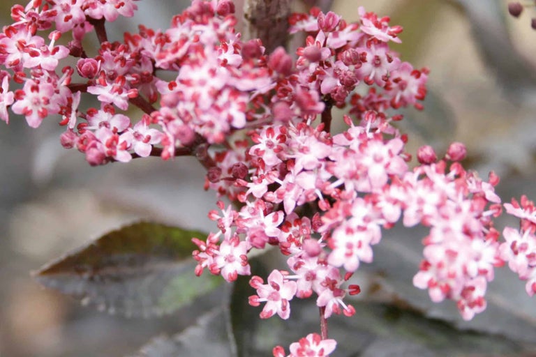 Nahaufnahme von Holunderblüten mit rosa und roten Farbtönen