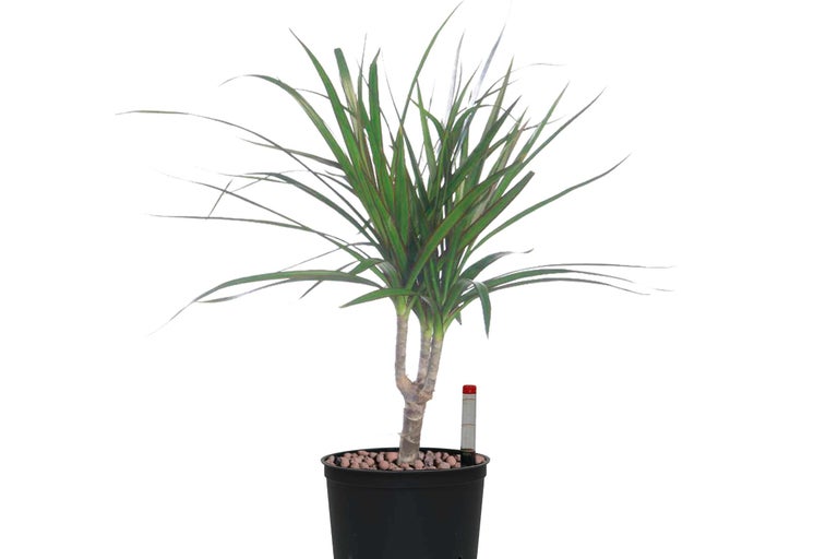 Drachenbaum im schwarzen Topf