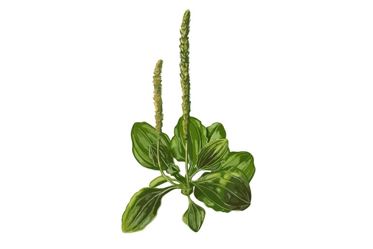 Spitzwegerich Pflanze