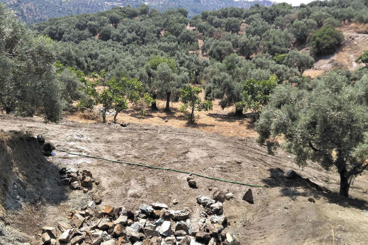 Landschaft mit Olivenbäumen, Steinen und einem grünen Schlauch