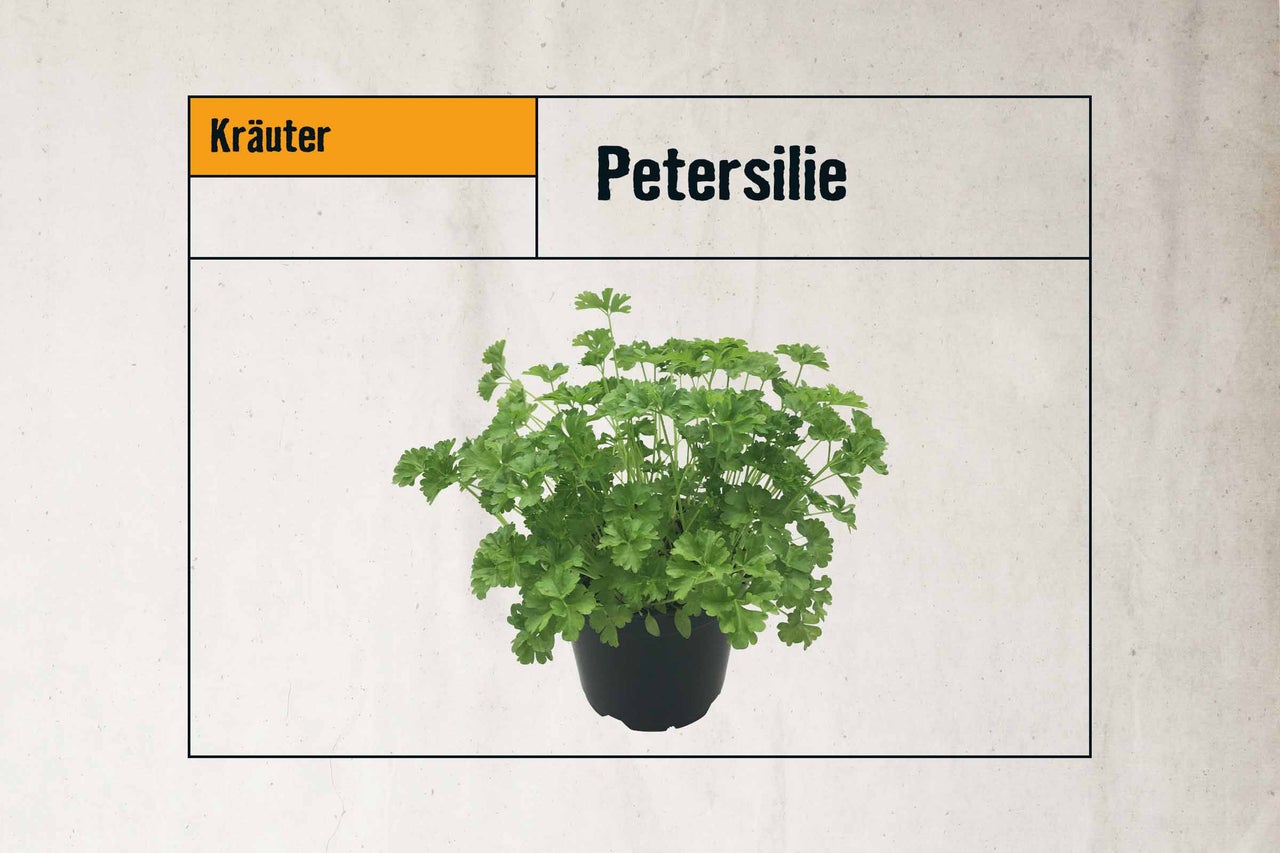 Petersilie im Topf, Kräuter