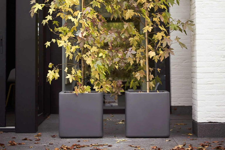 Zwei graue Pflanzkübel mit Ahornbaum auf einer Terrasse.