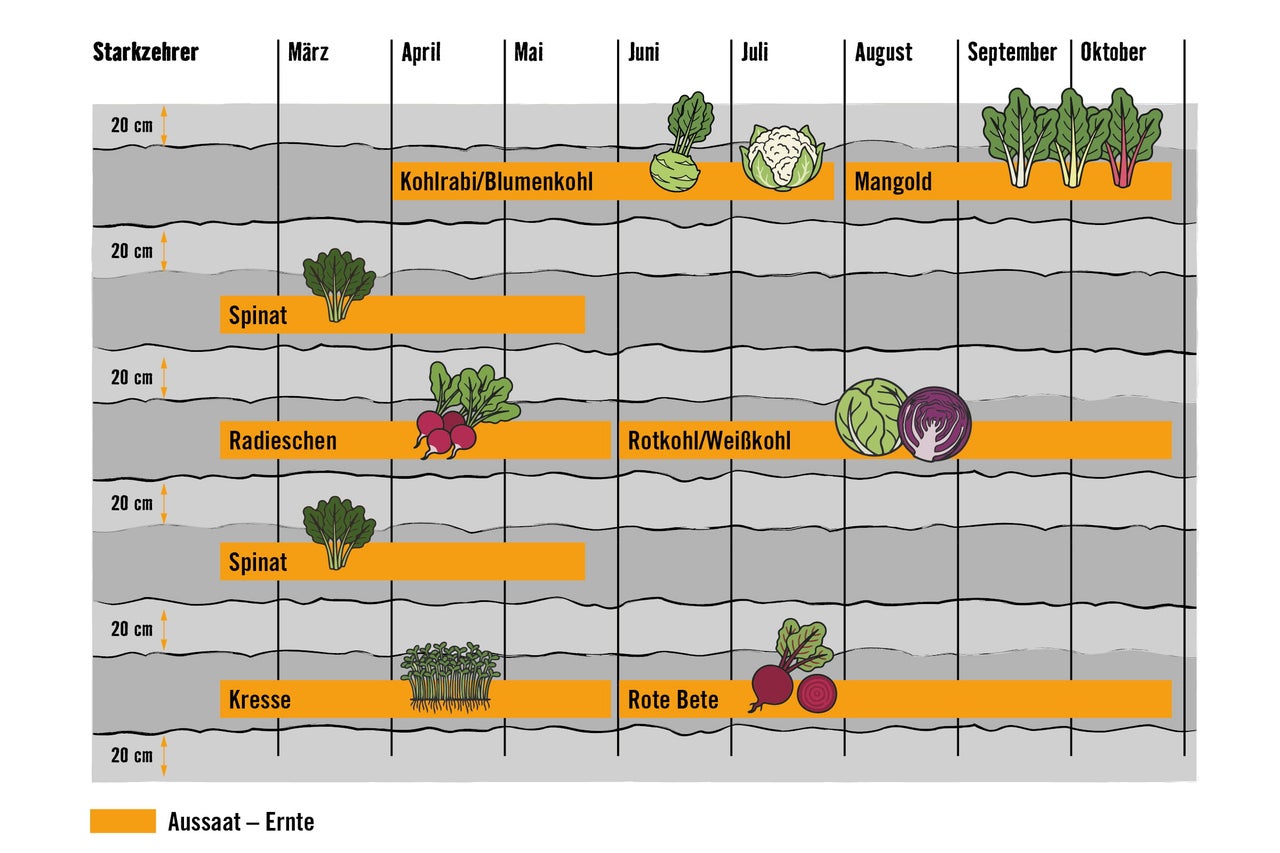 Aussaat- und Erntekalender für Starkzehrer wie Kohlrabi, Blumenkohl, Mangold, Spinat, Radieschen, Kohl, Kresse, Rote Bete, Abstand 20 Zentimeter.