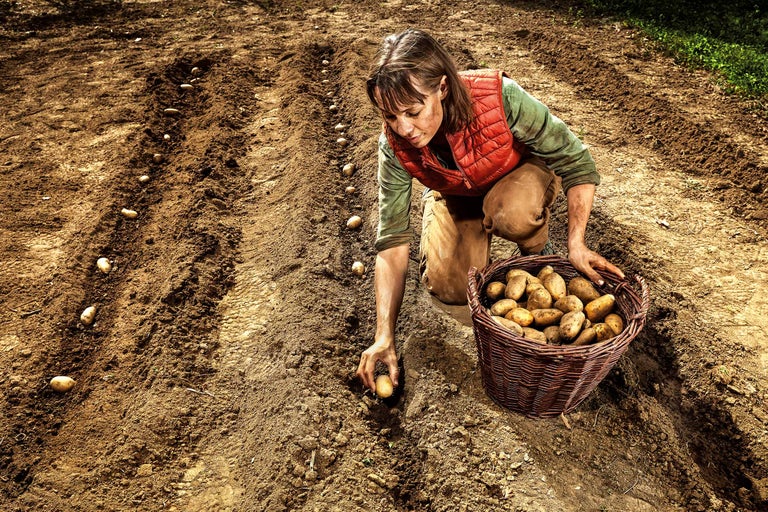 Frau pflanzt Kartoffeln auf einem Feld mit einem Korb voll Kartoffeln