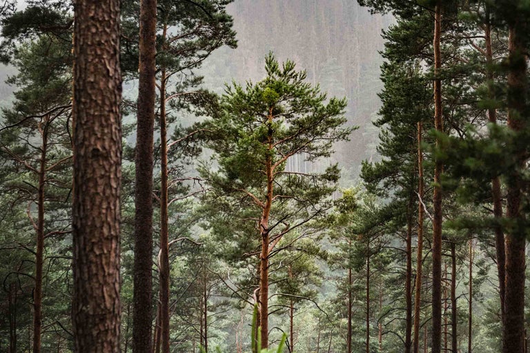 Waldszene mit Kiefern