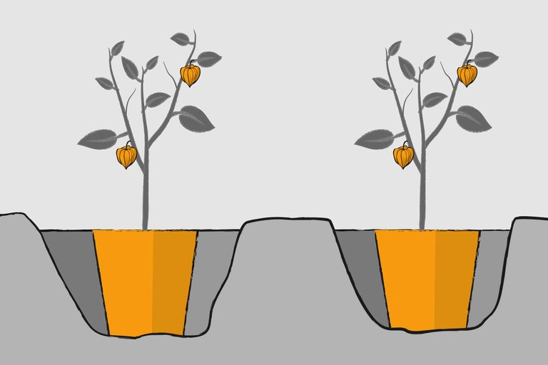 Illustration von zwei Lampionblumen, die in Pflanzlöcher eingesetzt werden