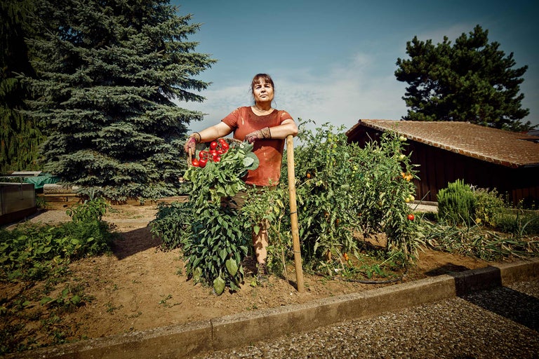 Gärtnerin mit Erntekorb im Gemüsegarten mit Tomatenpflanzen und Werkzeug