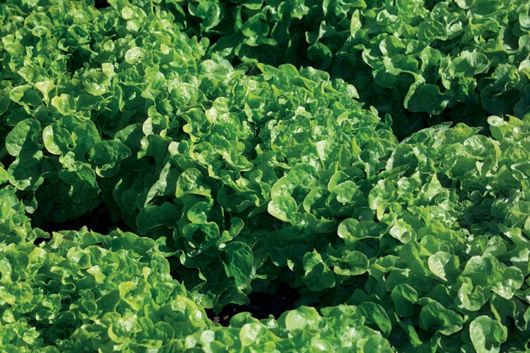 Frischer Pflücksalat im Gartenbeet