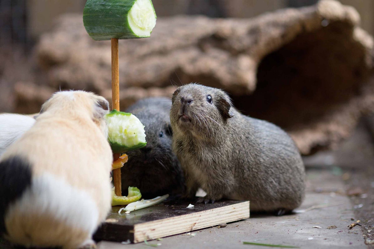 Mehrere Meerschweinchen fressen Gurkenstücke