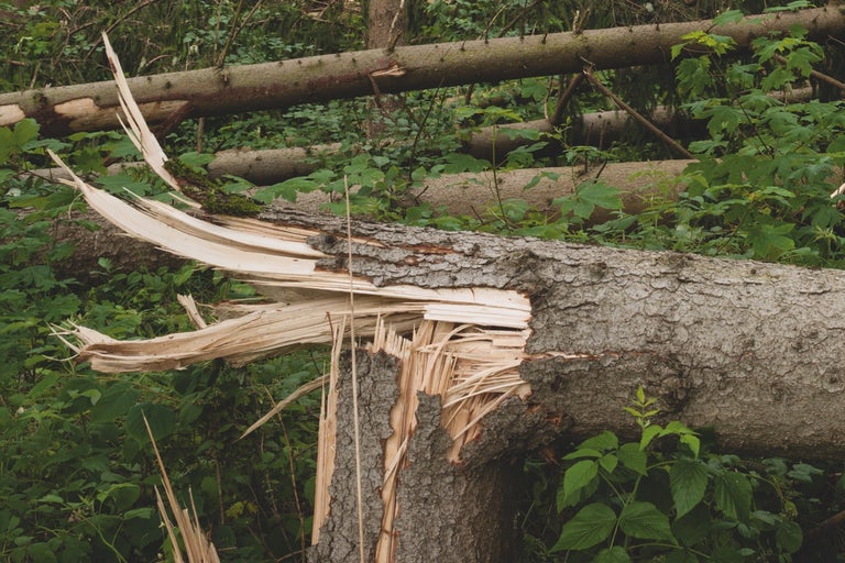 Umgestürzter Baum mit gespaltenem Stamm im Wald
