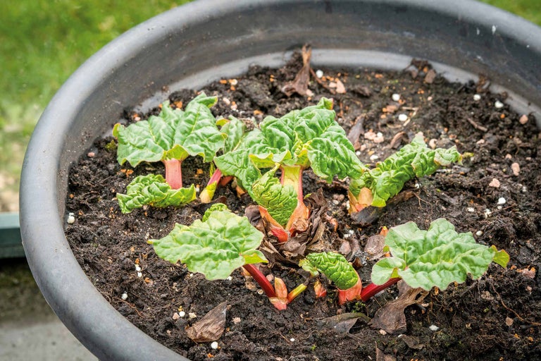 Rhabarberpflanze in einem Pflanzgefäß mit Erde